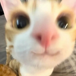 very cute cat - Discord Profile Picture | Free PFP Download