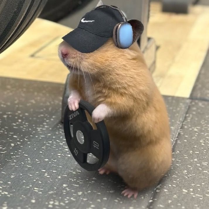 Gym rat - Discord Profile Picture | Free PFP Download