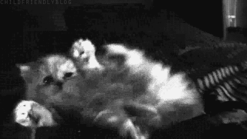 kitty b&w - Discord Banner | Free Banner Download 512x512