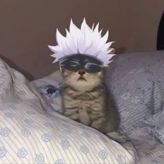 Gojo cat