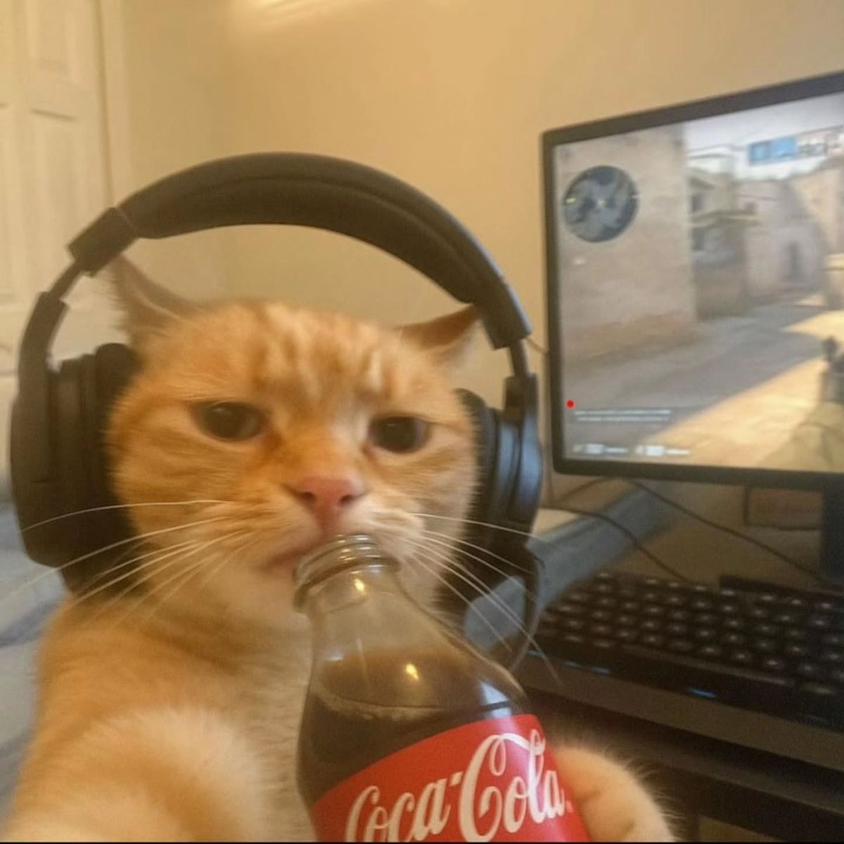 cool cat, coca cola