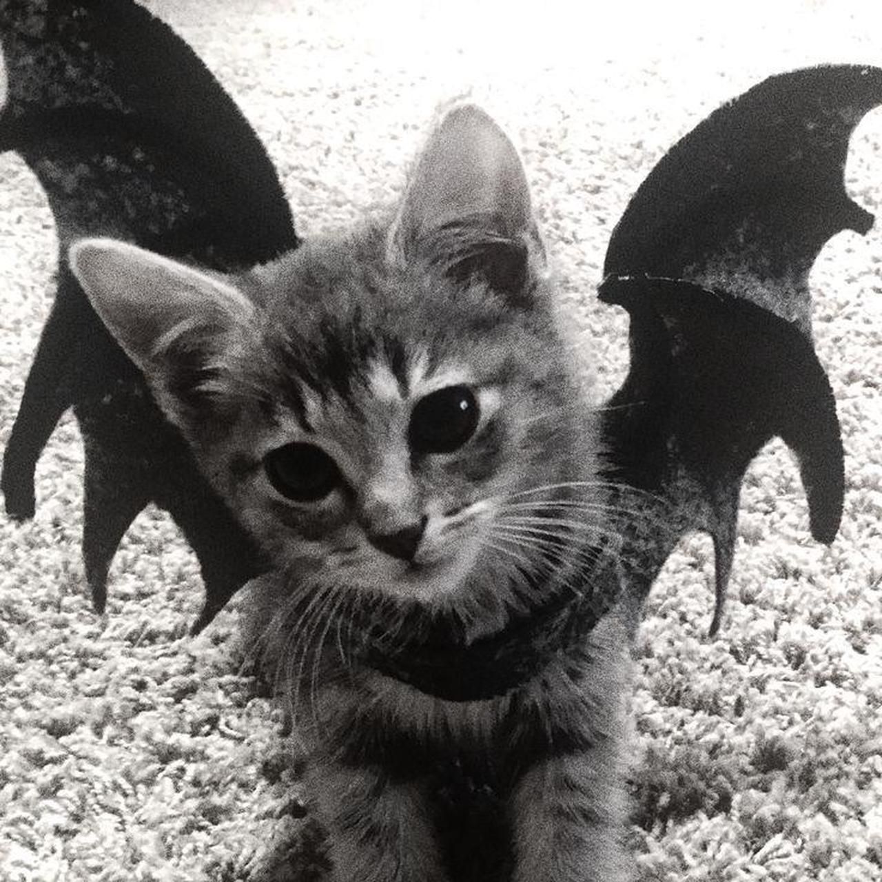 ᴄᴀᴛ ᴅᴀʀᴋ! - Discord Profile Picture | Free PFP Download