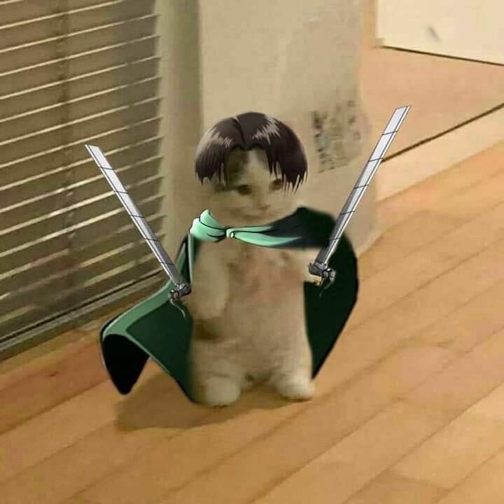 Cat | Attack on Titan